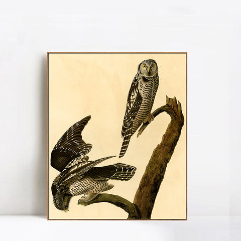 INVIN ART Framed Canvas Giclee Print Hawk Owl by John James Audubon Wall Art Living Room Home Office Decorations