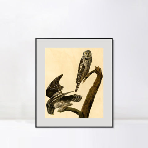 INVIN ART Metal Framed Canvas Giclee Print Hawk Owl by John James Audubon Wall Art Living Room Home Office Decorations