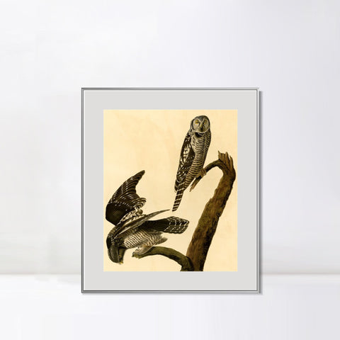 INVIN ART Metal Framed Canvas Giclee Print Hawk Owl by John James Audubon Wall Art Living Room Home Office Decorations