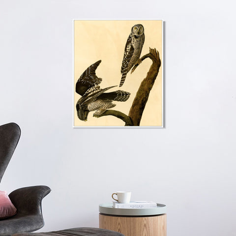 INVIN ART Framed Canvas Giclee Print Hawk Owl by John James Audubon Wall Art Living Room Home Office Decorations