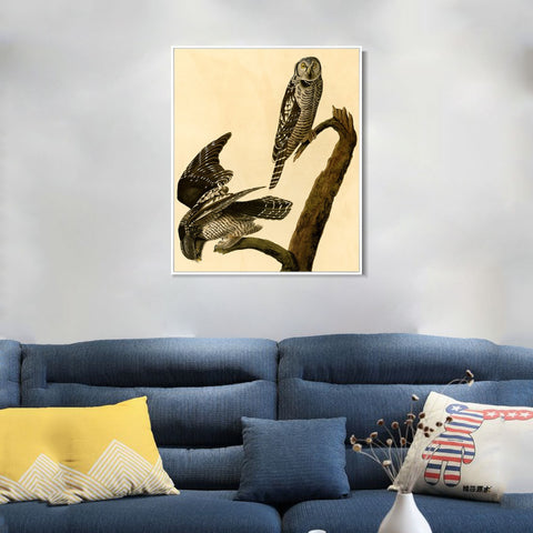 INVIN ART Framed Canvas Giclee Print Hawk Owl by John James Audubon Wall Art Living Room Home Office Decorations