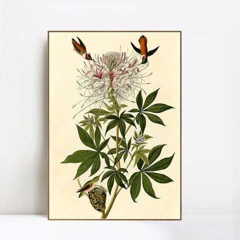 INVIN ART Framed Canvas Giclee Print Ruff necked Humming bird by John James Audubon Wall Art Living Room Home Office Decorations