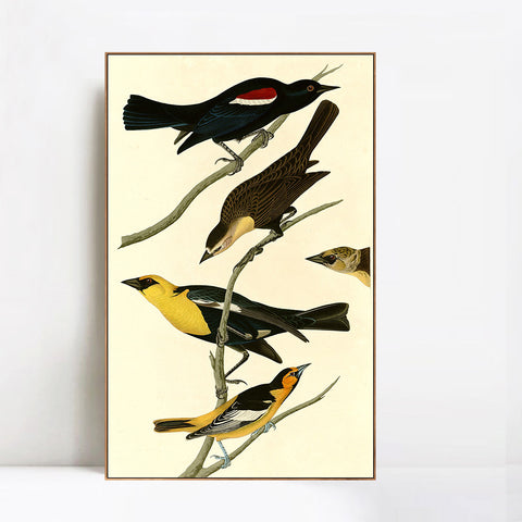 INVIN ART Framed Canvas Giclee Print Yellow headed Troopial by John James Audubon Wall Art Living Room Home Office Decorations