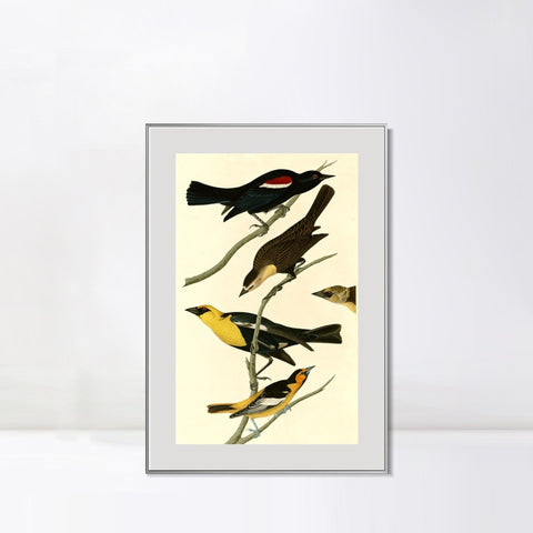 INVIN ART Metal Framed Canvas Giclee Print Yellow headed Troopial by John James Audubon Wall Art Living Room Home Office Decorations