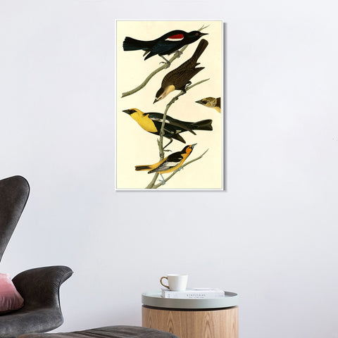 INVIN ART Framed Canvas Giclee Print Yellow headed Troopial by John James Audubon Wall Art Living Room Home Office Decorations