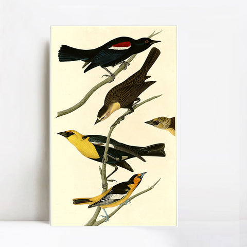 INVIN ART Framed Canvas Giclee Print Yellow headed Troopial by John James Audubon Wall Art Living Room Home Office Decorations