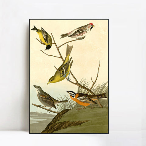 INVIN ART Framed Canvas Giclee Print  Mealy Red poll by John James Audubon Wall Art Living Room Home Office Decorations