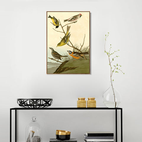 INVIN ART Framed Canvas Giclee Print  Mealy Red poll by John James Audubon Wall Art Living Room Home Office Decorations