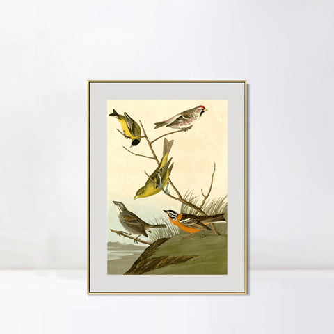INVIN ART Metal Framed Canvas Giclee Print  Mealy Red poll by John James Audubon Wall Art Living Room Home Office Decorations