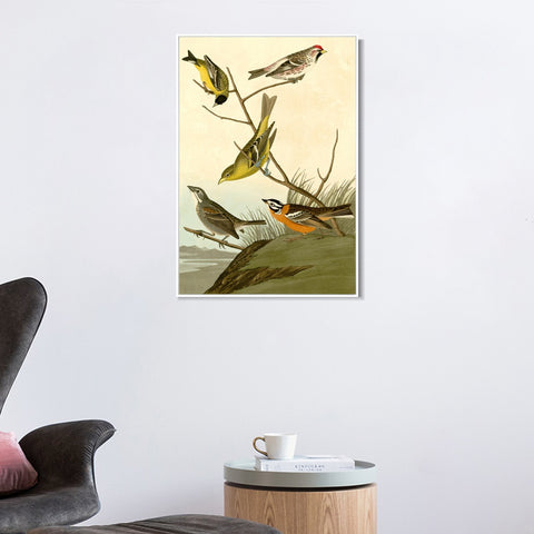 INVIN ART Framed Canvas Giclee Print  Mealy Red poll by John James Audubon Wall Art Living Room Home Office Decorations