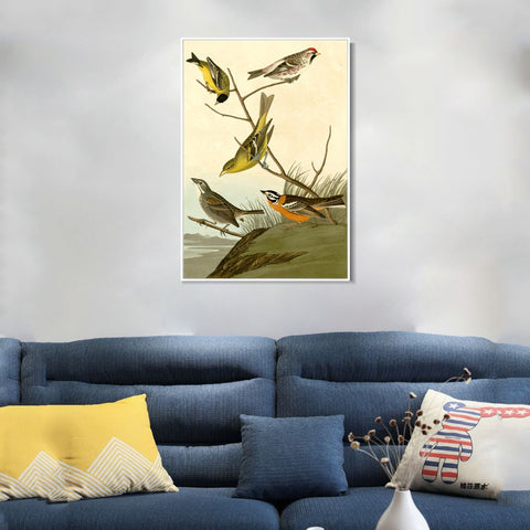 INVIN ART Framed Canvas Giclee Print  Mealy Red poll by John James Audubon Wall Art Living Room Home Office Decorations