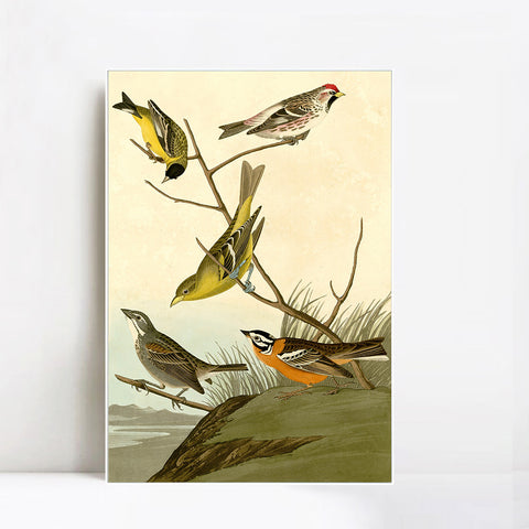 INVIN ART Framed Canvas Giclee Print  Mealy Red poll by John James Audubon Wall Art Living Room Home Office Decorations