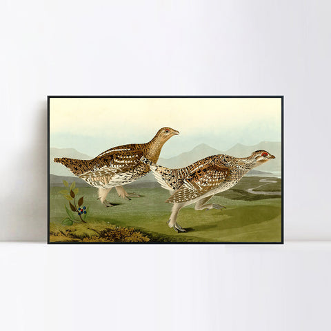 INVIN ART Framed Canvas Giclee Print Sharp tailed Grous by John James Audubon Wall Art Living Room Home Office Decorations