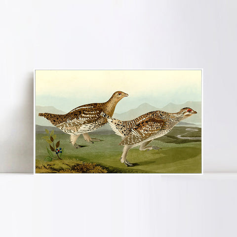 INVIN ART Framed Canvas Giclee Print Sharp tailed Grous by John James Audubon Wall Art Living Room Home Office Decorations