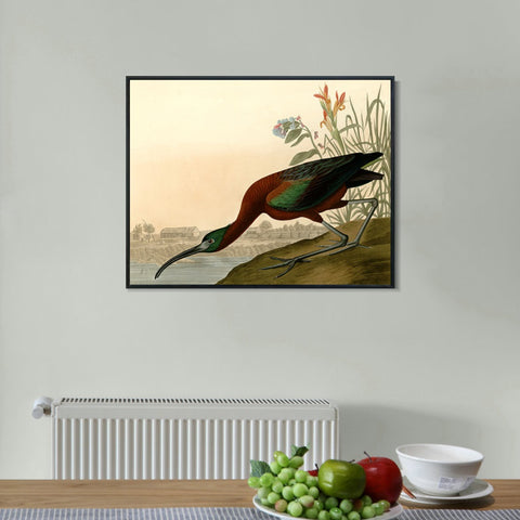 INVIN ART Framed Canvas Giclee Print Glossy Ibis by John James Audubon Wall Art Living Room Home Office Decorations