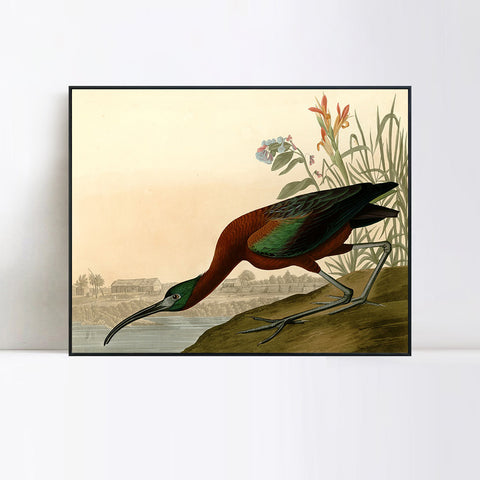 INVIN ART Framed Canvas Giclee Print Glossy Ibis by John James Audubon Wall Art Living Room Home Office Decorations