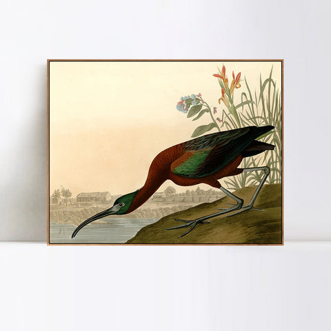 INVIN ART Framed Canvas Giclee Print Glossy Ibis by John James Audubon Wall Art Living Room Home Office Decorations