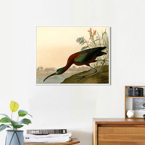 INVIN ART Framed Canvas Giclee Print Glossy Ibis by John James Audubon Wall Art Living Room Home Office Decorations