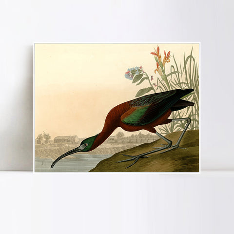 INVIN ART Framed Canvas Giclee Print Glossy Ibis by John James Audubon Wall Art Living Room Home Office Decorations