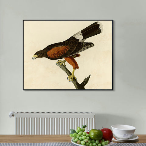 INVIN ART Framed Canvas Giclee Print Louisiana Hawk by John James Audubon Wall Art Living Room Home Office Decorations