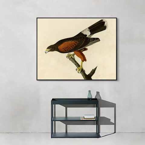 INVIN ART Framed Canvas Giclee Print Louisiana Hawk by John James Audubon Wall Art Living Room Home Office Decorations