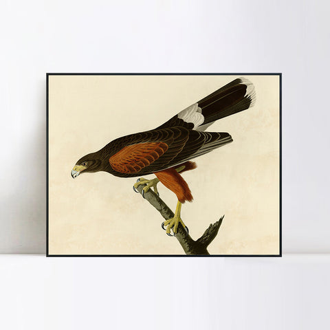 INVIN ART Framed Canvas Giclee Print Louisiana Hawk by John James Audubon Wall Art Living Room Home Office Decorations
