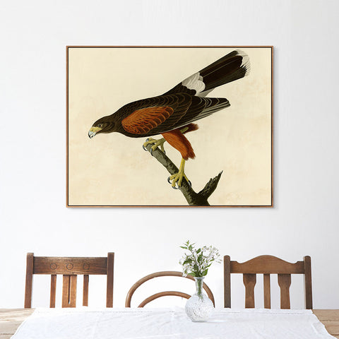 INVIN ART Framed Canvas Giclee Print Louisiana Hawk by John James Audubon Wall Art Living Room Home Office Decorations