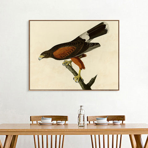 INVIN ART Framed Canvas Giclee Print Louisiana Hawk by John James Audubon Wall Art Living Room Home Office Decorations