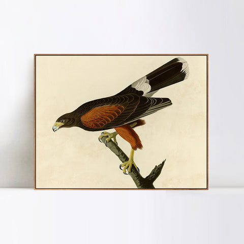 INVIN ART Framed Canvas Giclee Print Louisiana Hawk by John James Audubon Wall Art Living Room Home Office Decorations