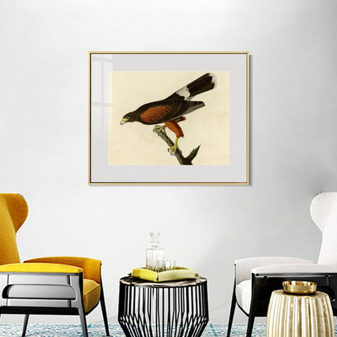 INVIN ART Metal Framed Canvas Giclee Print Louisiana Hawk by John James Audubon Wall Art Living Room Home Office Decorations