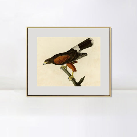 INVIN ART Metal Framed Canvas Giclee Print Louisiana Hawk by John James Audubon Wall Art Living Room Home Office Decorations
