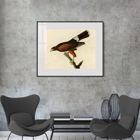 INVIN ART Metal Framed Canvas Giclee Print Louisiana Hawk by John James Audubon Wall Art Living Room Home Office Decorations