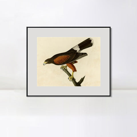 INVIN ART Metal Framed Canvas Giclee Print Louisiana Hawk by John James Audubon Wall Art Living Room Home Office Decorations