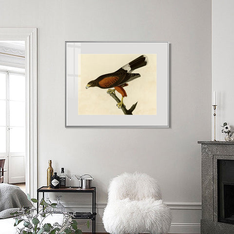 INVIN ART Metal Framed Canvas Giclee Print Louisiana Hawk by John James Audubon Wall Art Living Room Home Office Decorations