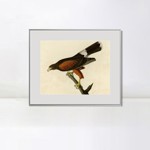 INVIN ART Metal Framed Canvas Giclee Print Louisiana Hawk by John James Audubon Wall Art Living Room Home Office Decorations