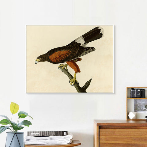 INVIN ART Framed Canvas Giclee Print Louisiana Hawk by John James Audubon Wall Art Living Room Home Office Decorations