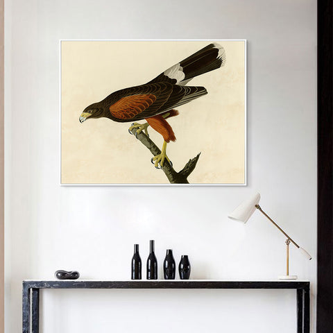 INVIN ART Framed Canvas Giclee Print Louisiana Hawk by John James Audubon Wall Art Living Room Home Office Decorations