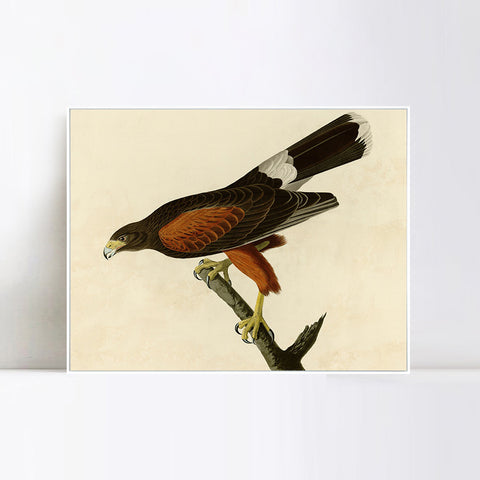 INVIN ART Framed Canvas Giclee Print Louisiana Hawk by John James Audubon Wall Art Living Room Home Office Decorations