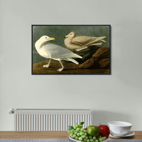 INVIN ART Framed Canvas Giclee Print Burgomaster Gull by John James Audubon Wall Art Living Room Home Office Decorations