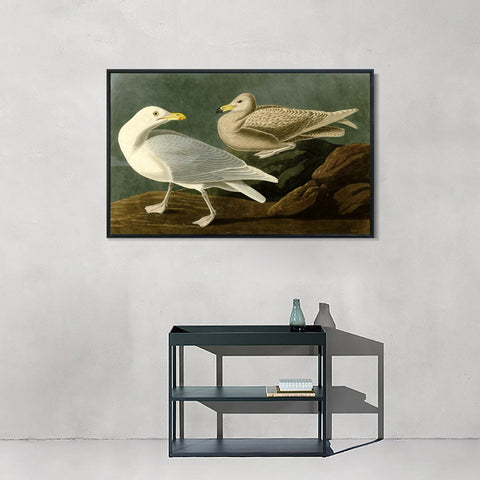 INVIN ART Framed Canvas Giclee Print Burgomaster Gull by John James Audubon Wall Art Living Room Home Office Decorations