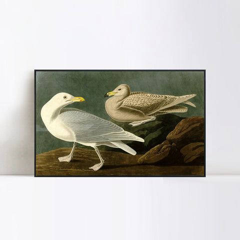 INVIN ART Framed Canvas Giclee Print Burgomaster Gull by John James Audubon Wall Art Living Room Home Office Decorations