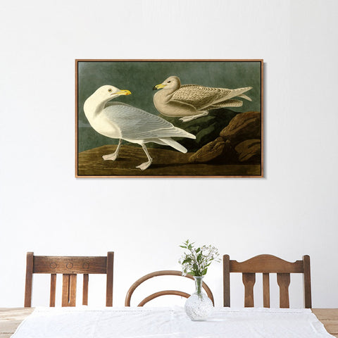 INVIN ART Framed Canvas Giclee Print Burgomaster Gull by John James Audubon Wall Art Living Room Home Office Decorations