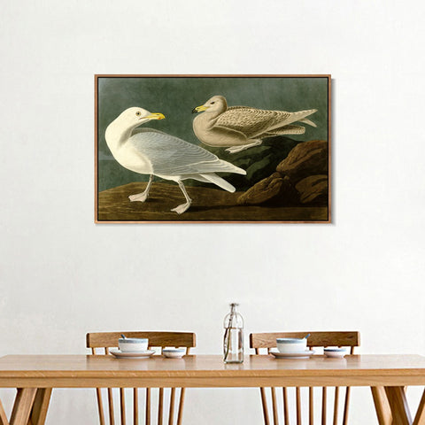 INVIN ART Framed Canvas Giclee Print Burgomaster Gull by John James Audubon Wall Art Living Room Home Office Decorations