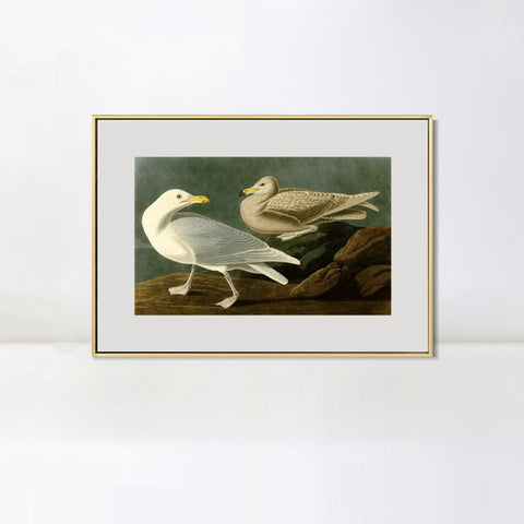 INVIN ART Metal Framed Canvas Giclee Print Burgomaster Gull by John James Audubon Wall Art Living Room Home Office Decorations