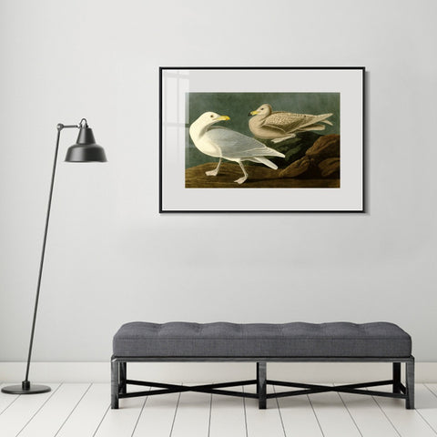 INVIN ART Metal Framed Canvas Giclee Print Burgomaster Gull by John James Audubon Wall Art Living Room Home Office Decorations