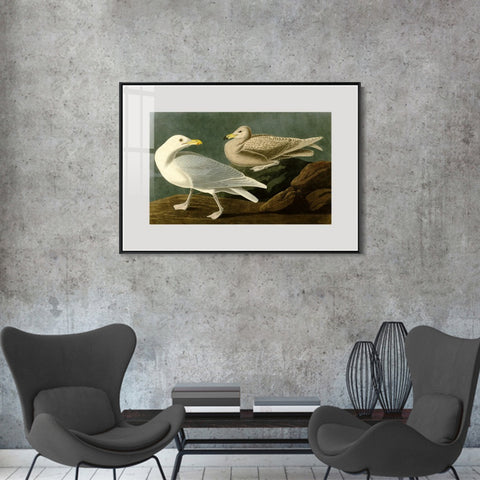 INVIN ART Metal Framed Canvas Giclee Print Burgomaster Gull by John James Audubon Wall Art Living Room Home Office Decorations