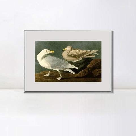 INVIN ART Metal Framed Canvas Giclee Print Burgomaster Gull by John James Audubon Wall Art Living Room Home Office Decorations