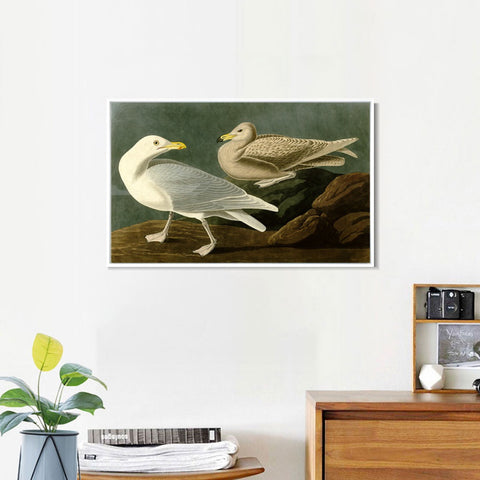INVIN ART Framed Canvas Giclee Print Burgomaster Gull by John James Audubon Wall Art Living Room Home Office Decorations