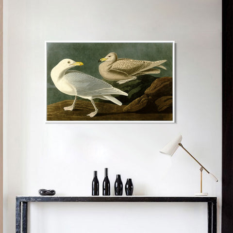INVIN ART Framed Canvas Giclee Print Burgomaster Gull by John James Audubon Wall Art Living Room Home Office Decorations