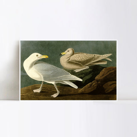 INVIN ART Framed Canvas Giclee Print Burgomaster Gull by John James Audubon Wall Art Living Room Home Office Decorations